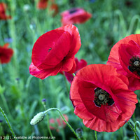 Buy canvas prints of English Red Poppies by Jim Monk