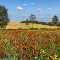 Buy canvas prints of Poppies and Wildflowers by Jim Monk