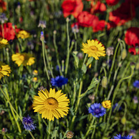 Buy canvas prints of Wildflowers by Jim Monk