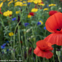Buy canvas prints of Poppies and Wild Flowers by Jim Monk