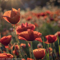 Buy canvas prints of Poppies by Jim Monk