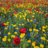 Buy canvas prints of Colourful Wildflowers by Jim Monk