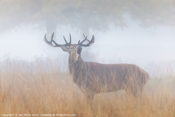 Bellowing Red Deer Stag Picture Board by Jim Monk