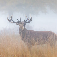 Buy canvas prints of Bellowing Red Deer Stag by Jim Monk