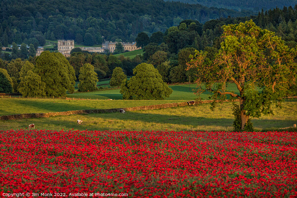 Poppies in the Peak District Picture Board by Jim Monk