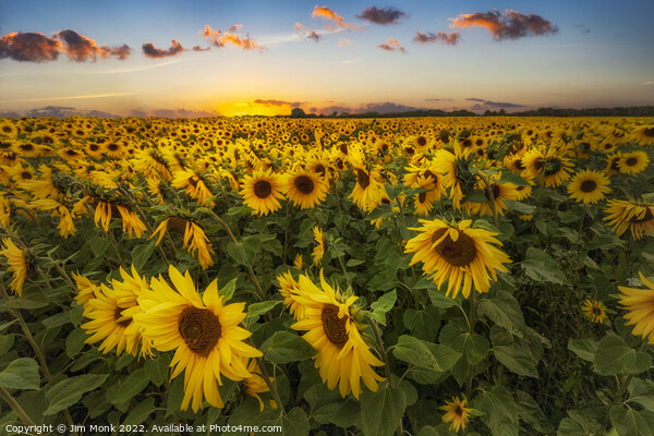 Sunflowers at Sunset Picture Board by Jim Monk