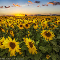 Buy canvas prints of Sunflowers at Sunset by Jim Monk