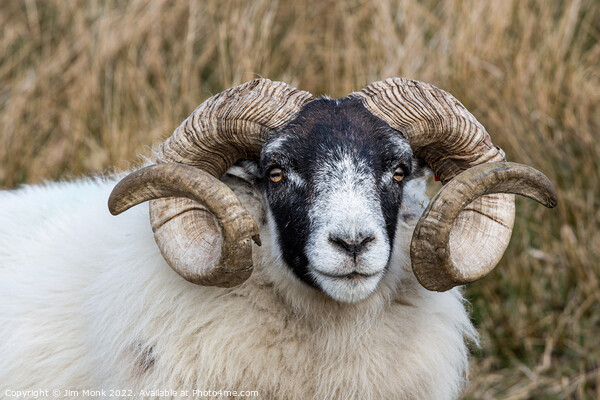 Scottish Blackface Sheep Picture Board by Jim Monk