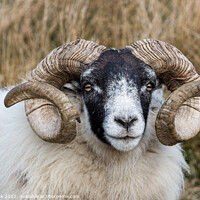 Buy canvas prints of Scottish Blackface Sheep by Jim Monk
