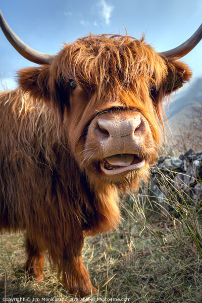 Highland Cow Picture Board by Jim Monk