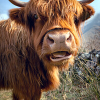 Buy canvas prints of Highland Cow by Jim Monk