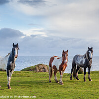 Buy canvas prints of Horses by the sea, Northern Ireland by Jim Monk