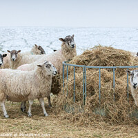 Buy canvas prints of Sheep feeding in winter by Jim Monk