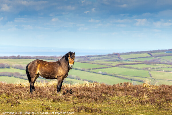Exmoor Pony Picture Board by Jim Monk
