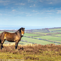 Buy canvas prints of Exmoor Pony by Jim Monk