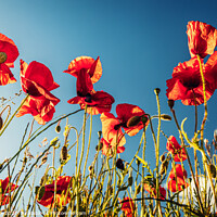 Buy canvas prints of Wild poppies in summer by Jim Monk