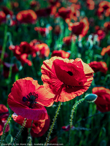 Poppies in summer sunshine Picture Board by Jim Monk