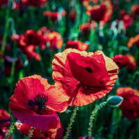 Buy canvas prints of Poppies in summer sunshine by Jim Monk