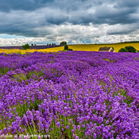 Buy canvas prints of Cotswolds Lavender, Worcestershire by Jim Monk