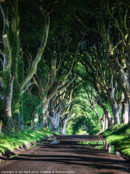 The Dark Hedges, Northern Ireland Picture Board by Jim Monk