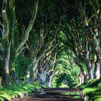 Buy canvas prints of The Dark Hedges, Northern Ireland by Jim Monk