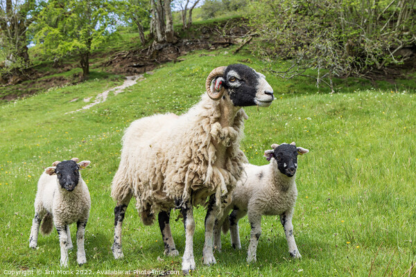 Swaledale ewe and lambs Picture Board by Jim Monk