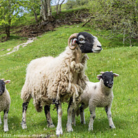 Buy canvas prints of Swaledale ewe and lambs by Jim Monk