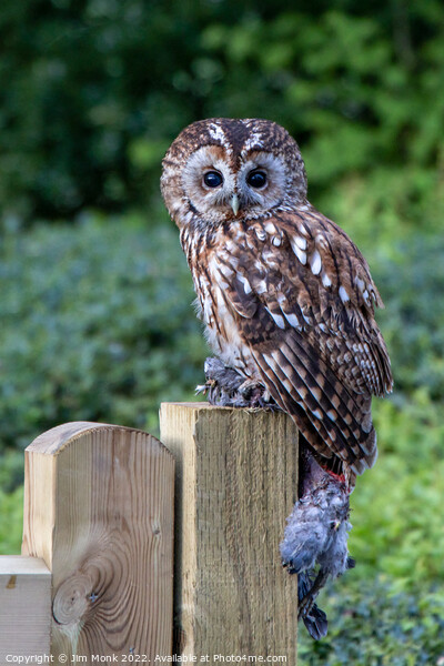 Tawny Owl Picture Board by Jim Monk