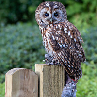 Buy canvas prints of Tawny Owl by Jim Monk