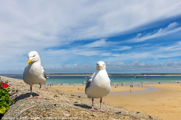 Seagulls at St Ives Picture Board by Jim Monk