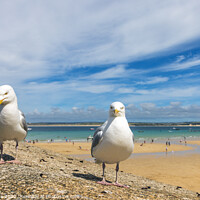 Buy canvas prints of Seagulls at St Ives by Jim Monk