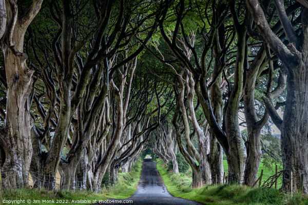 The Dark Hedges of Northern Ireland Picture Board by Jim Monk
