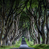 Buy canvas prints of The Dark Hedges of Northern Ireland by Jim Monk