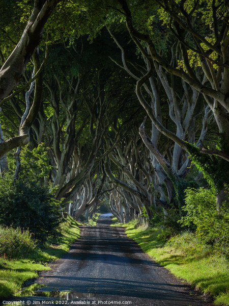 The Dark Hedges of Antrim Picture Board by Jim Monk