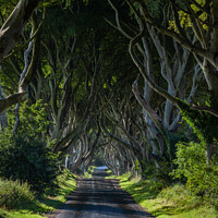 Buy canvas prints of The Dark Hedges of Antrim by Jim Monk
