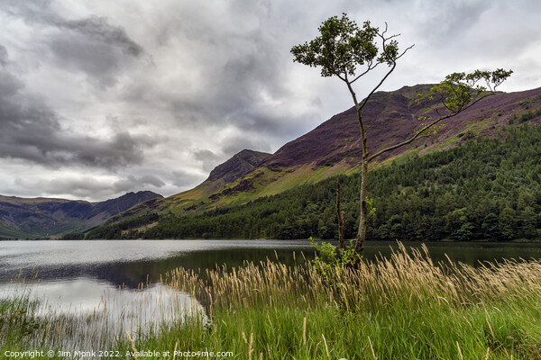Lone tree on Buttermere Picture Board by Jim Monk