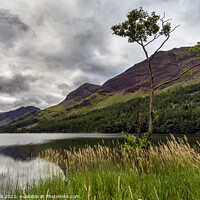 Buy canvas prints of Lone tree on Buttermere by Jim Monk