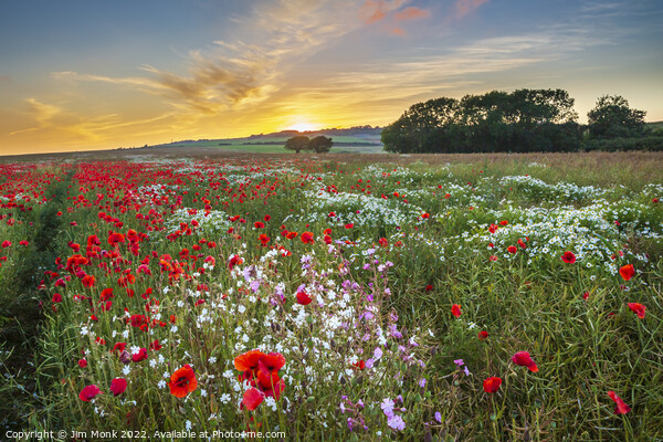 Arreton Poppies, Isle of Wight Picture Board by Jim Monk