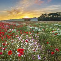 Buy canvas prints of Arreton Poppies, Isle of Wight by Jim Monk