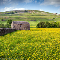 Buy canvas prints of Buttercup Meadow, Yorkshire Dales by Jim Monk