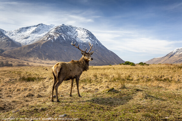Stag in Glen Etive Picture Board by Jim Monk