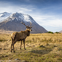 Buy canvas prints of Stag in Glen Etive by Jim Monk