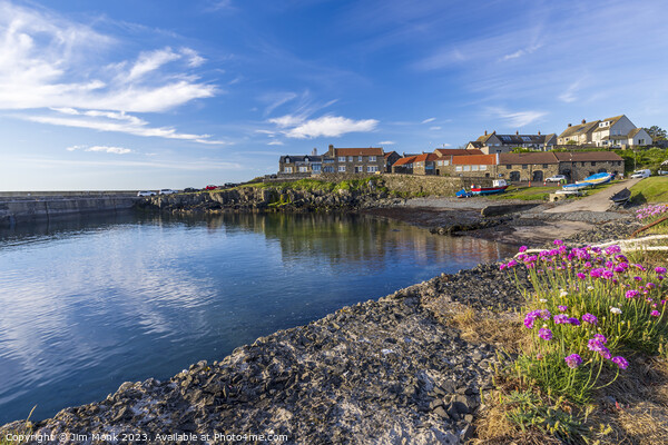 Craster Harbour, Northumberland Picture Board by Jim Monk