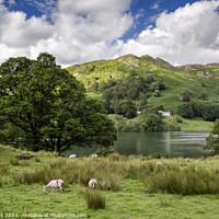 Buy canvas prints of Loughrigg Tarn and Fell by Jim Monk