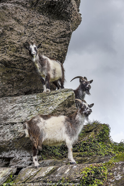 Cliff-hanging Feral Goats Picture Board by Jim Monk
