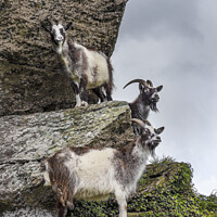 Buy canvas prints of Cliff-hanging Feral Goats by Jim Monk