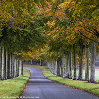 Buy canvas prints of The Enchanted Beech Avenue by Jim Monk