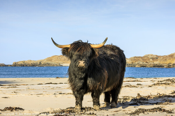 Bosta Beach Cow, Isle of Lewis Picture Board by Jim Monk