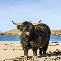 Buy canvas prints of Bosta Beach Cow, Isle of Lewis by Jim Monk
