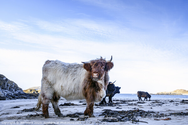 Bosta Beach Cows Picture Board by Jim Monk